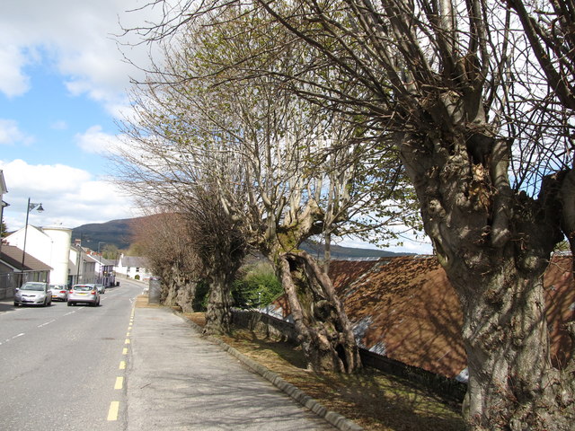 Polled trees in Main Street, Forkhill