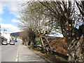 Polled trees in Main Street, Forkhill