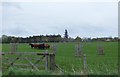 Curious cattle near Castle Heaton