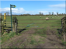 SP5386 : Sheep pasture near Bitteswell by Mat Fascione