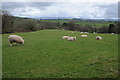 Sheep at Sarnau