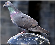 J3474 : Feral pigeons, Belfast (2013-4) by Albert Bridge