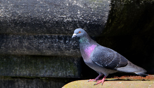 Feral pigeons, Belfast (2013-5)