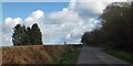 Road and woodland on Sugworthy Moor