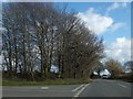 Trees by the road to Riddlecombe