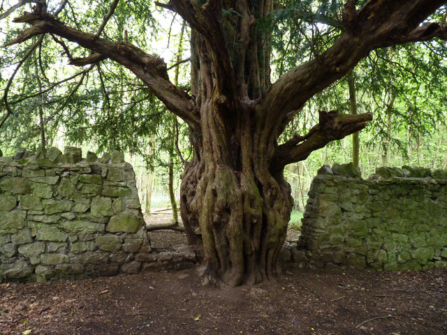 Old Yew Tree