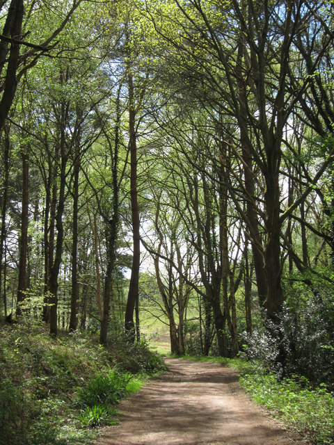 Woodland at Royal Ashdown Forest Golf Club