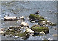 NY6565 : A dipper in the Tipalt Burn, Greenhead by Karl and Ali