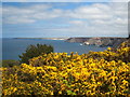 Gorse on the cliff top at Polberrow