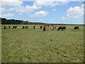 TF8944 : Cattle grazing by Lady Anne's Drive by Pauline E