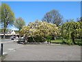 Blossom at north of Preston Park