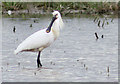 TF8944 : Spoonbill checking us out by Pauline E