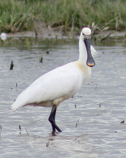 Distinctive bill of the Spoonbill © Pauline E :: Geograph Britain and  Ireland