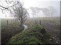 Unnamed Stream and Track leading to a Copse