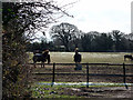 Horses grazing at Langley