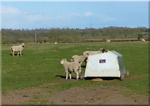 SP5288 : Sheep and creep feeder near Ashby Parva by Mat Fascione