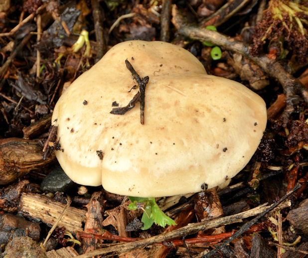 Fungus, Soldierstown, Moira/Aghalee © Albert Bridge :: Geograph Ireland