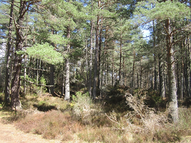 Abernethy Forest © Richard Webb :: Geograph Britain and Ireland