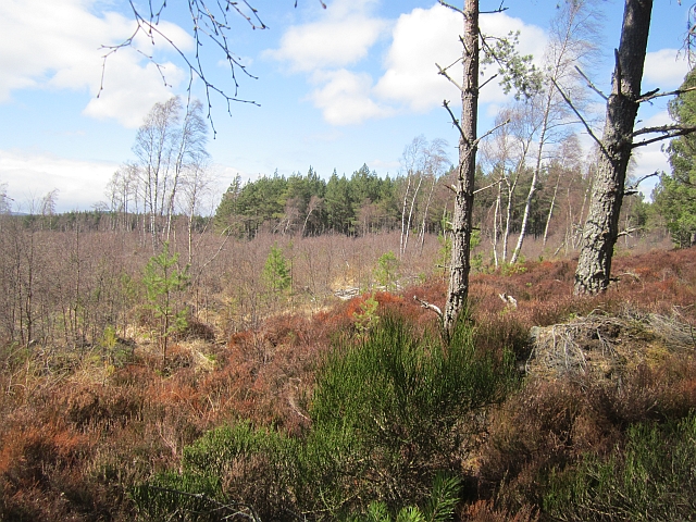 Abernethy Forest © Richard Webb :: Geograph Britain and Ireland