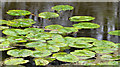 Water lilies near Aghalee