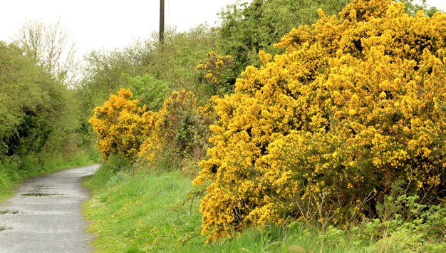 Whin Bushes Near Aghalee © Albert Bridge Cc By Sa20 Geograph Ireland