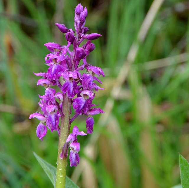 Orchid near Aghalee