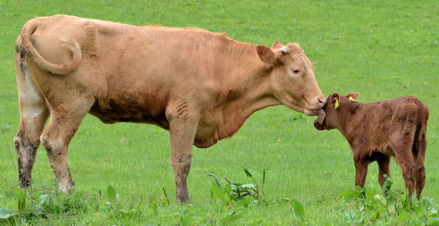 Cow and calf near Aghalee