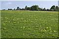 Cowslips, Cherkley Court