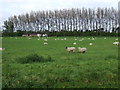 Grazing, Swanmore Bridge