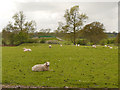 Sheep Pasture off Congleton Road