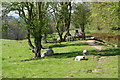 Sheltering sheep near Glasshouses