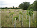 Young trees north of Shelfield Lodge Farm