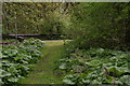 Butterbur by the footpath from Belleau Bridge to Belleau