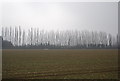 Line of trees along the A28