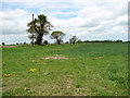 Fields east of Freethorpe Road, Reedham