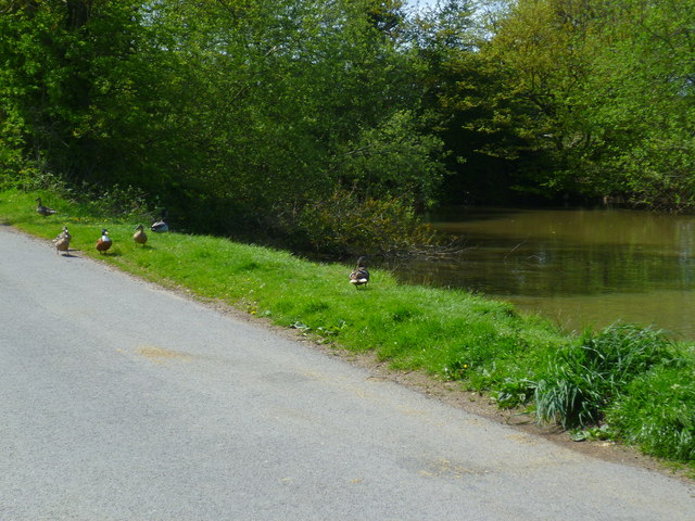 Ducks and pond by Castleman's Farm (1)