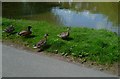 Ducks and pond by Castleman