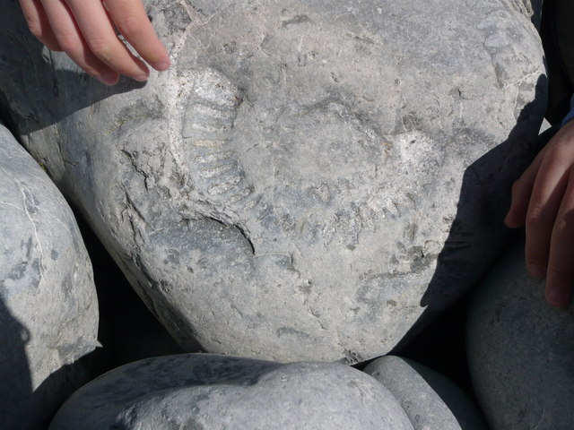 Fossil at Llantwit Major Beach