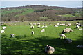 Sheep above Fell Beck