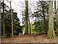 Trees in Biddick Woods