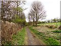 Path alongside Biddick Gill Wood