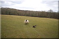 TQ6716 : Sheep and lamb by N Chadwick