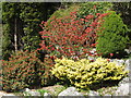 Ornamental trees at Tollymore Park