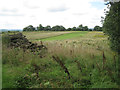 Belts of native broadleaved tree planting by Alne Wood