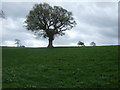 Grazing with tree