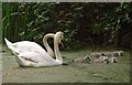 TQ0360 : Swans, Basingstoke Canal by Derek Harper
