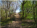 Path leading to The Clough, Brinnington