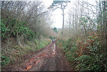 SX9075 : Three Tree Lane by N Chadwick