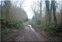 SX9075 : Three Tree Lane, Humber Down by N Chadwick