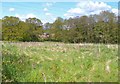 Field at Bridge Farm